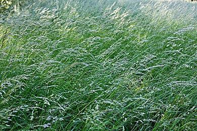 农业模拟《鲁玛岛》上架Steam 年内发售